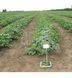 насіння огірка АЯКС F1 Бджолозапилюючий 10499-0 фото 1
